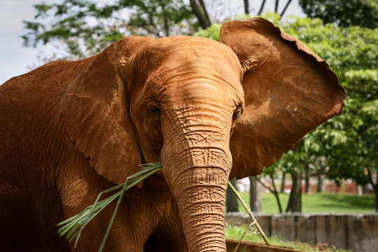 Retrato próximo de um elefante orelhudo sujo de terra comendo grama e vegetais. Animal com muita textura.