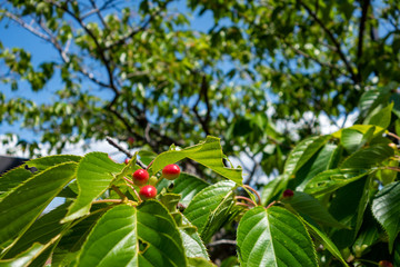 赤い実がなったグミの木