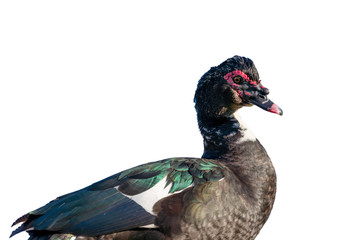 Close-up wild Millard duck