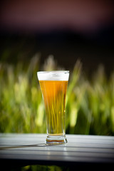 麦畑と生ビール