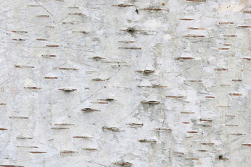pattern of birch bark with black birch stripes on white birch bark and with wooden birch bark...