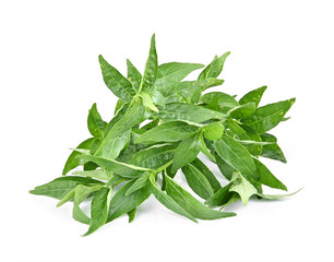 Andrographis paniculata isolated on white background