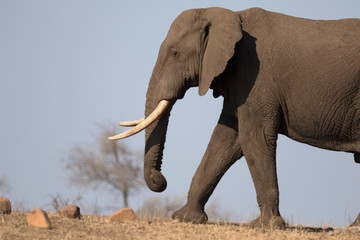 Wild free roaming African elephant bull walking