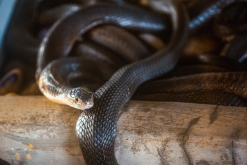 king cobra or hamadryad