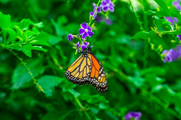 Closeup beautiful butterfly in a summer garden