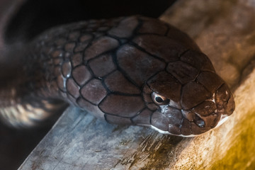 Obraz premium king cobra or hamadryad