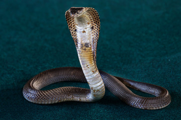 Indochinese spitting cobra, Thai spitting cobra, Siamese spitting cobra or black-and-white spitting...