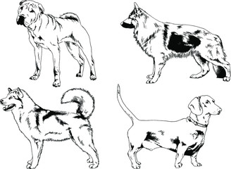 vector drawings sketches pedigree dogs in the racks drawn in ink by hand , objects with no background