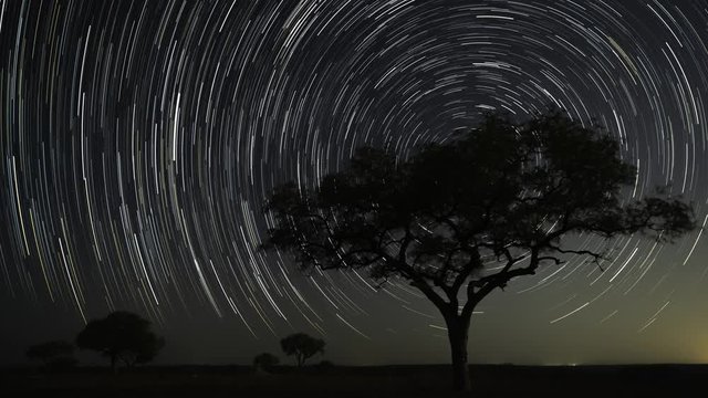 Star trail timelapse of African landscape with silhouette Marula (Sclerocarya birrea) tree against starry sky, southern twist (southern hemisphere), dark moon night.