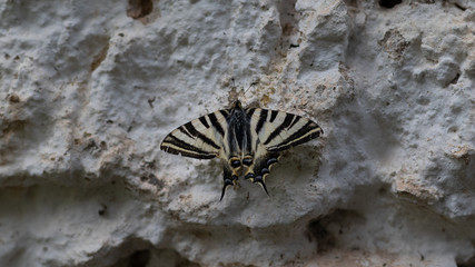Impressive butterfly perched on the wall. Butterfly with large wings of white yellow and black color.