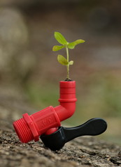 green plant in a pot