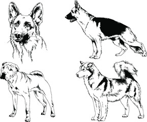 vector drawings sketches pedigree dogs in the racks drawn in ink by hand , objects with no background