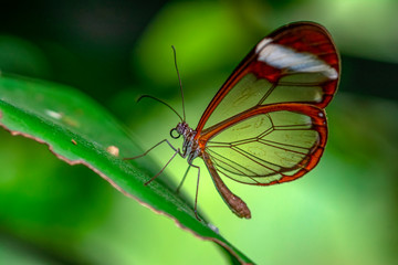 Closeup   beautiful  glasswing Butterfly (Greta oto) in a summer garden.
