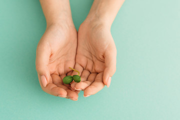 Hands taking a microgreen sprout on the mint background