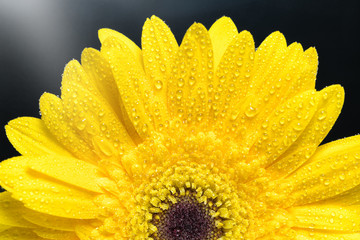 yellow gerber daisy