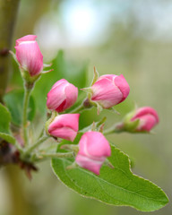 Blooming apple tree against a blue cloudy sky
