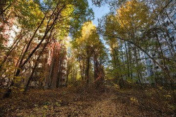 Overgrown yard in abandoned ghost town Pripyat in Chernobyl zone