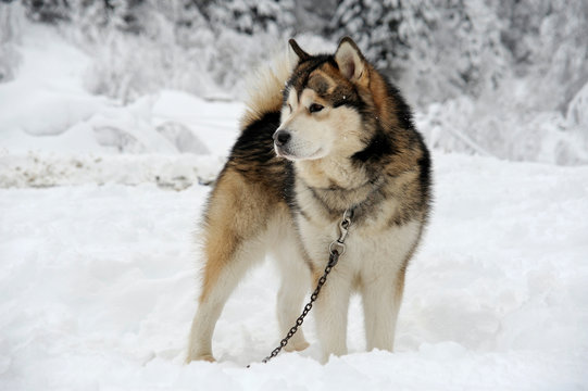 malamute