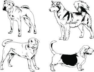 vector drawings sketches pedigree dogs in the racks drawn in ink by hand , objects with no background