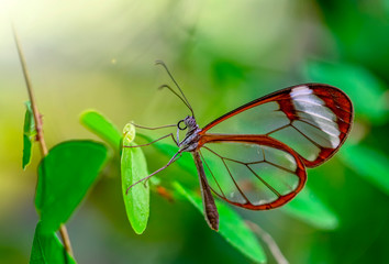 Closeup   beautiful  glasswing Butterfly (Greta oto) in a summer garden.