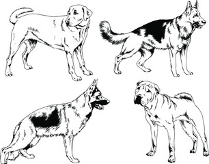 vector drawings sketches pedigree dogs in the racks drawn in ink by hand , objects with no background