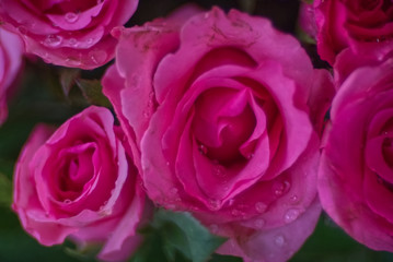 Dense water droplet on a pink rose petal with dark blur background