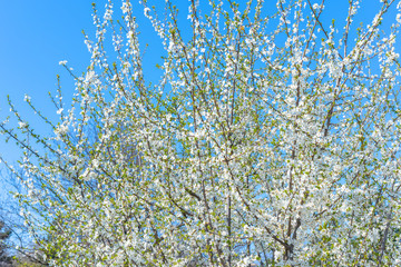 Flowering tree with open buds