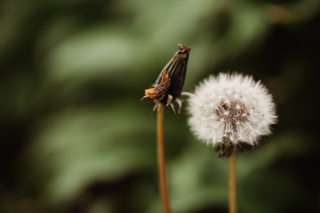 Dandelion Wish