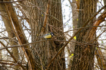 Spring forest awakens from hibernation, young leaves on trees