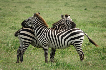 Two zebra hugging in the grass