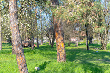 Cleaning and maintenance of the park. A tractor driving near the trees