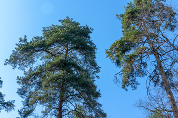 Tops of tall trees against the sky