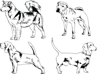 vector drawings sketches pedigree dogs in the racks drawn in ink by hand , objects with no background