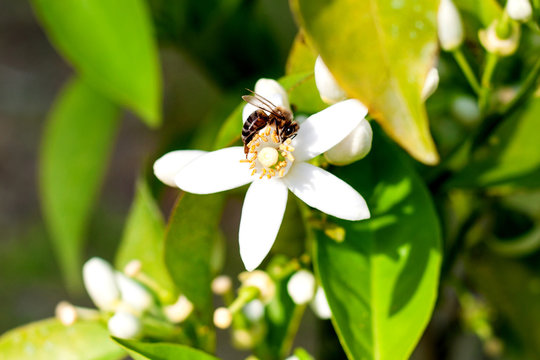 A bee collects pollen on a white flower against a background of green petals. The concept of advertising natural honey, photos for school notebooks.