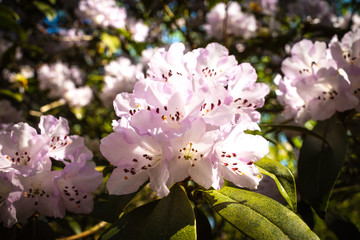 Pink Rhododendron Flowers