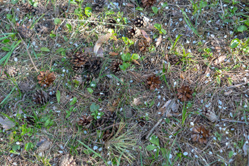 Fir cones lie on the ground in clear weather