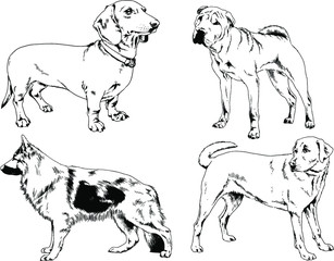 vector drawings sketches pedigree dogs in the racks drawn in ink by hand , objects with no background