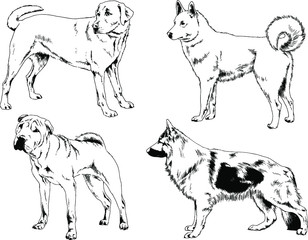 vector drawings sketches pedigree dogs in the racks drawn in ink by hand , objects with no background