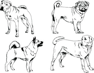 vector drawings sketches pedigree dogs in the racks drawn in ink by hand , objects with no background