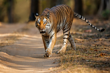 Tiger female walking in the forest of Kanha National Park in India