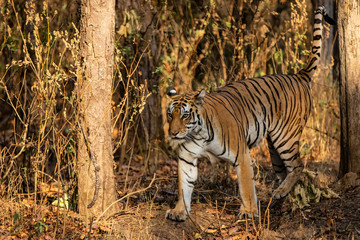 Tiger female walking in the forest of Kanha National Park in India