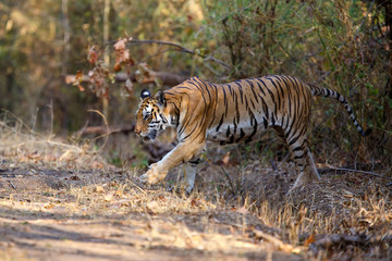 Fototapeta na wymiar Tiger female walking in the forest of Kanha National Park in India