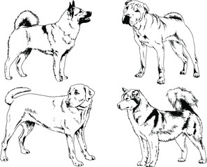 vector drawings sketches pedigree dogs in the racks drawn in ink by hand , objects with no background