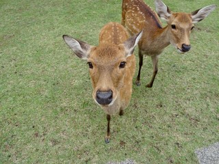 ２匹の鹿 （日本）