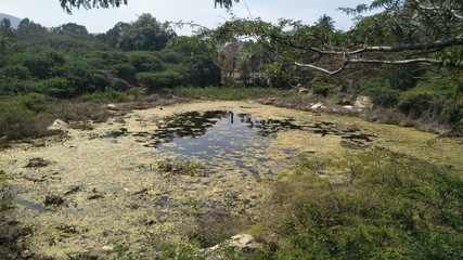 Lake water is polluted with water weeds and algae