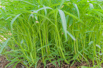 Convolvulaceae, Ipomoea aquatica Forsk, Chinese morning glory 