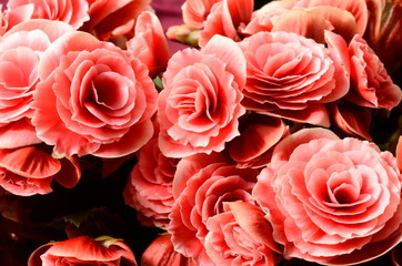 Flower background, pink begonias,