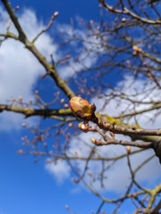 spring tree branch with buds