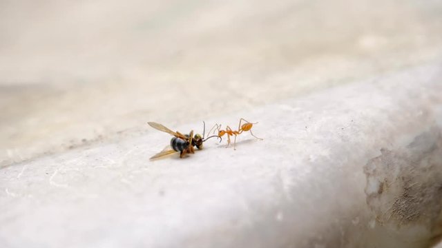 Red ants attack and drag bees for food.

