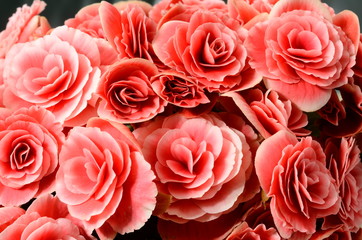 Flower background, pink begonias,